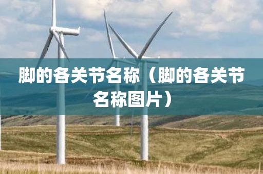脚的各关节名称（脚的各关节名称图片）