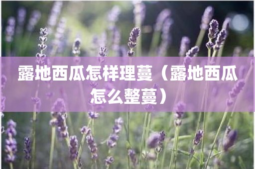 露地西瓜怎样理蔓（露地西瓜怎么整蔓）
