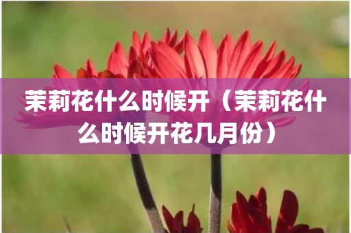 茉莉花什么时候开（茉莉花什么时候开花几月份）