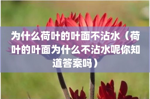 为什么荷叶的叶面不沾水（荷叶的叶面为什么不沾水呢你知道答案吗）