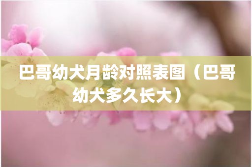 巴哥幼犬月龄对照表图（巴哥幼犬多久长大）