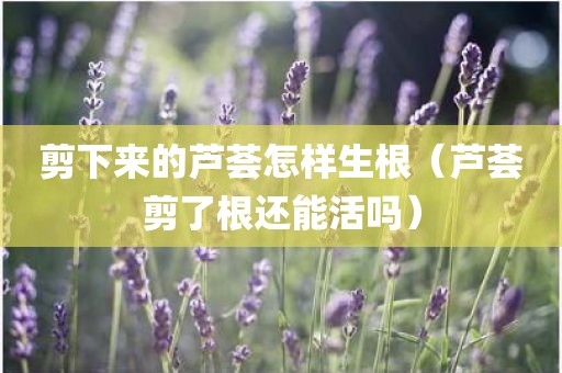 剪下来的芦荟怎样生根（芦荟剪了根还能活吗）