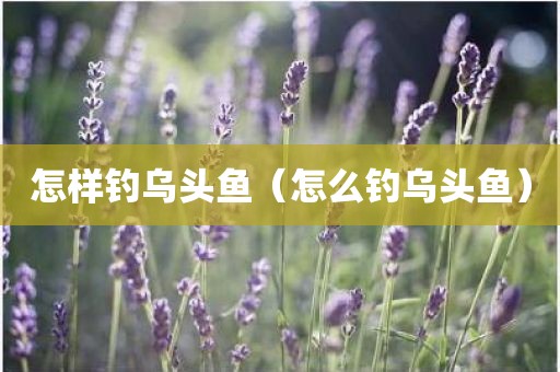 怎样钓乌头鱼（怎么钓乌头鱼）