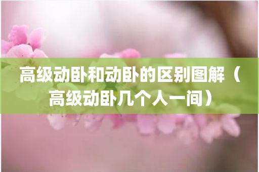 高级动卧和动卧的区别图解(高级动卧几个人一间)