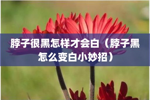脖子很黑怎样才会白（脖子黑怎么变白小妙招）