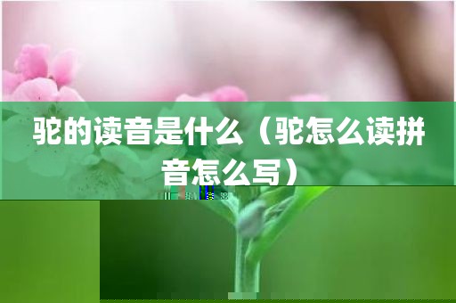 驼的读音是什么（驼怎么读拼音怎么写）