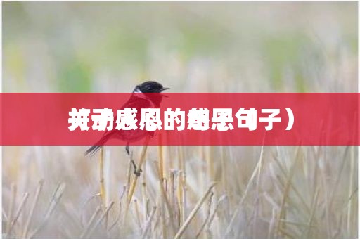 关于感恩的句子（打动人心的感恩句子）