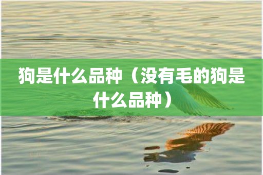 狗是什么品种（没有毛的狗是什么品种）