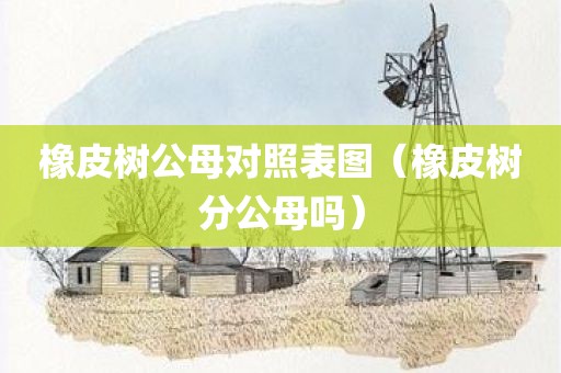 橡皮树公母对照表图（橡皮树分公母吗）