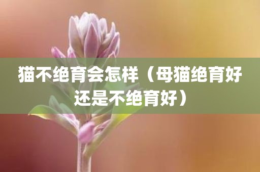 猫不绝育会怎样（母猫绝育好还是不绝育好）