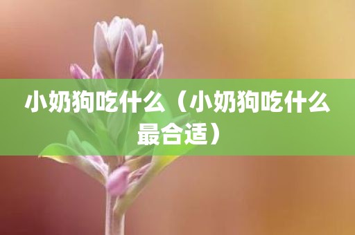 小奶狗吃什么（小奶狗吃什么最合适）
