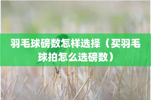 羽毛球磅数怎样选择（买羽毛球拍怎么选磅数）