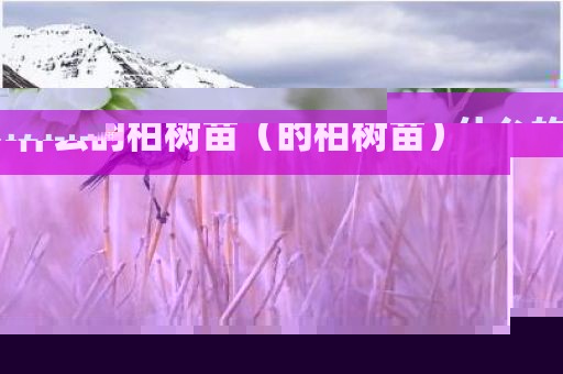 什么的柏树苗（的柏树苗）