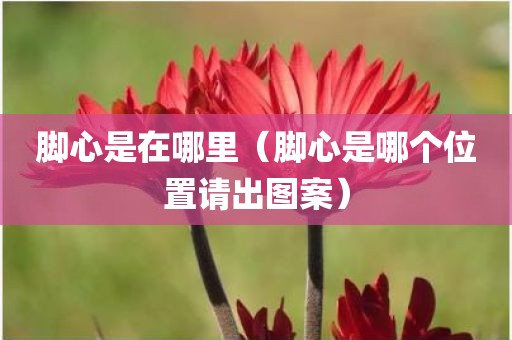 脚心是在哪里（脚心是哪个位置请出图案）