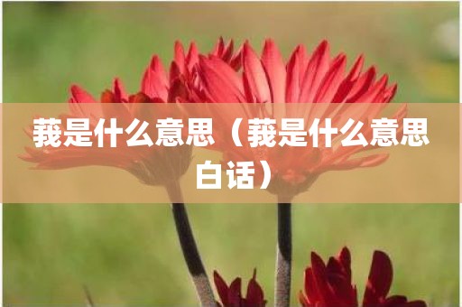 莪是什么意思(莪是什么意思白话)