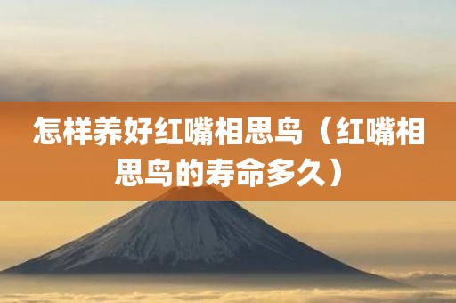 怎样养好红嘴相思鸟（红嘴相思鸟的寿命多久）