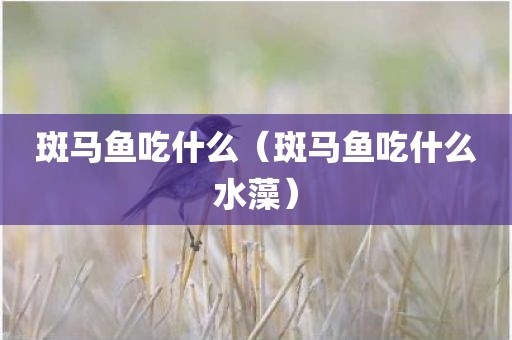 斑马鱼吃什么（斑马鱼吃什么水藻）