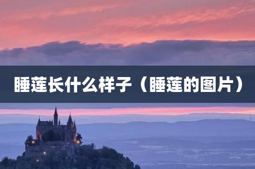 睡莲长什么样子（睡莲的图片）