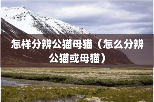 怎样分辨公猫母猫（怎么分辨公猫或母猫）