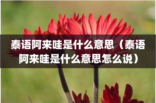 泰语阿来哇是什么意思(泰语阿来哇是什么意思怎么说)