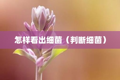 怎样看出细菌（判断细菌）
