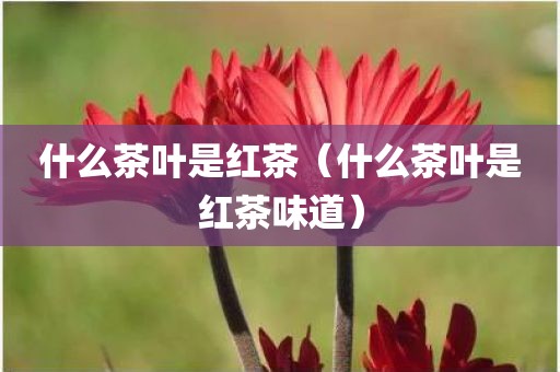 什么茶叶是红茶（什么茶叶是红茶味道）