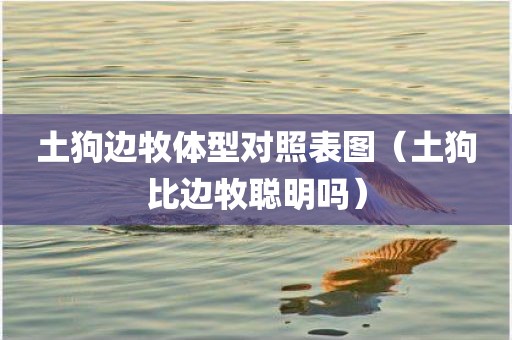 土狗边牧体型对照表图（土狗比边牧聪明吗）