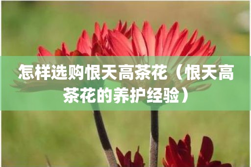怎样选购恨天高茶花(恨天高茶花的养护经验)
