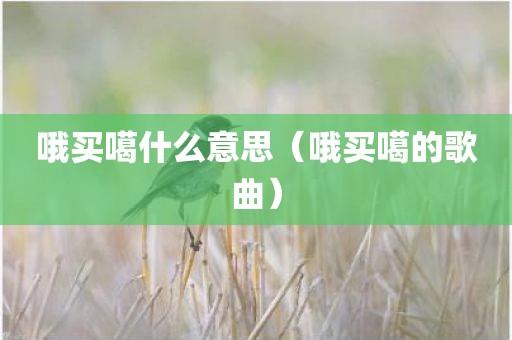 哦买噶什么意思（哦买噶的歌曲）