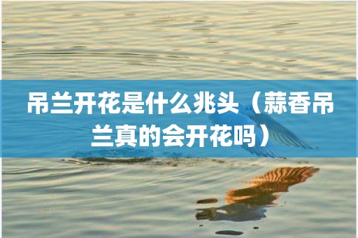 吊兰开花是什么兆头（蒜香吊兰真的会开花吗）