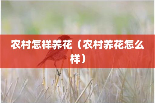 农村怎样养花（农村养花怎么样）