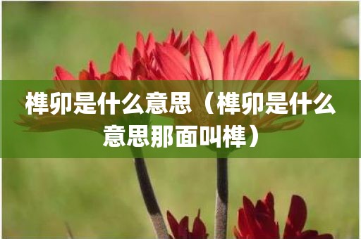榫卯是什么意思（榫卯是什么意思那面叫榫）