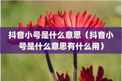 抖音小号是什么意思（抖音小号是什么意思有什么用）
