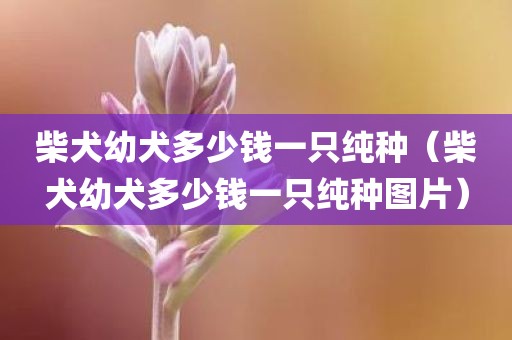 柴犬幼犬多少钱一只纯种（柴犬幼犬多少钱一只纯种图片）