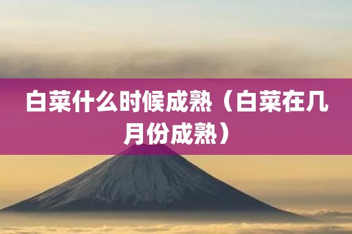 白菜什么时候成熟（白菜在几月份成熟）