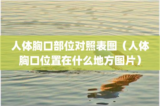 人体胸口部位对照表图（人体胸口位置在什么地方图片）