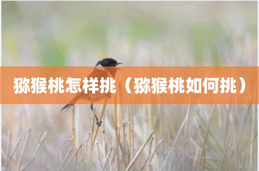 猕猴桃怎样挑（猕猴桃如何挑）