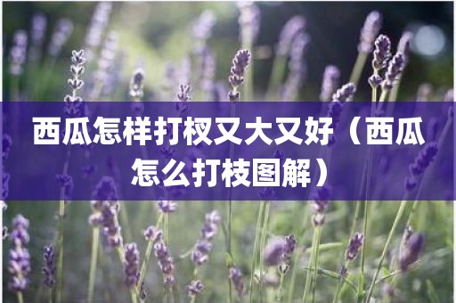 西瓜怎样打杈又大又好（西瓜怎么打枝图解）