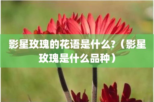 影星玫瑰的花语是什么?（影星玫瑰是什么品种）