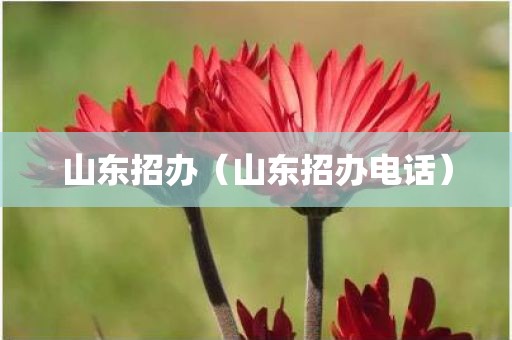 山东招办（山东招办电话）