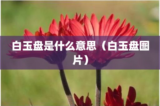白玉盘是什么意思（白玉盘图片）