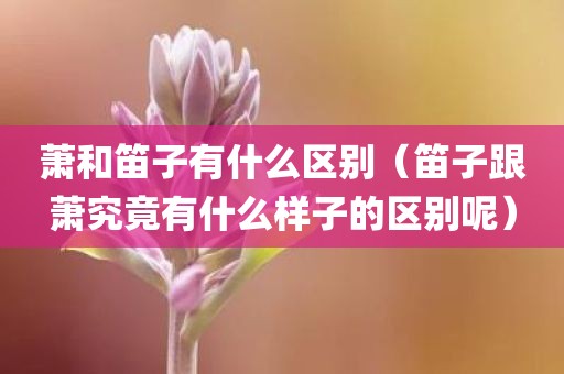 萧和笛子有什么区别（笛子跟萧究竟有什么样子的区别呢）