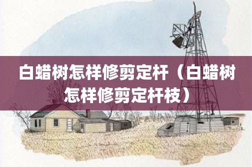 白蜡树怎样修剪定杆（白蜡树怎样修剪定杆枝）