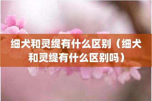 细犬和灵缇有什么区别（细犬和灵缇有什么区别吗）
