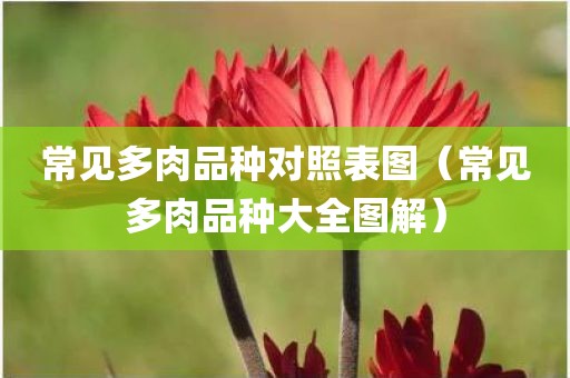 常见多肉品种对照表图（常见多肉品种大全图解）