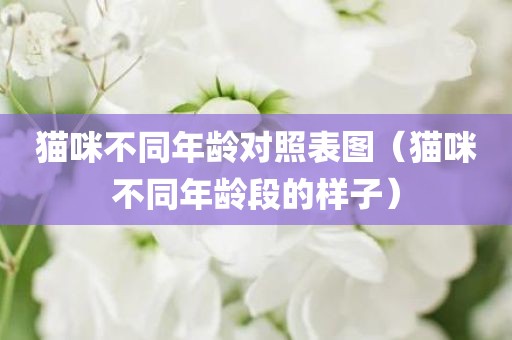 猫咪不同年龄对照表图（猫咪不同年龄段的样子）