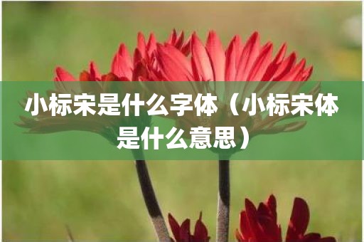 小标宋是什么字体（小标宋体是什么意思）