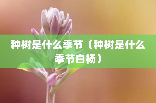 种树是什么季节（种树是什么季节白杨）