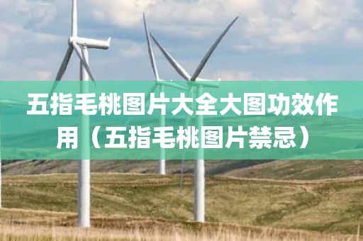 五指毛桃图片大全大图功效作用（五指毛桃图片禁忌）