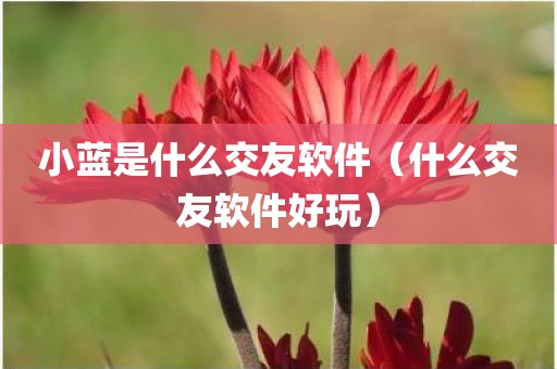 小蓝是什么交友软件（什么交友软件好玩）